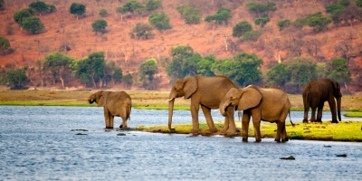 Elephants in Botswana.