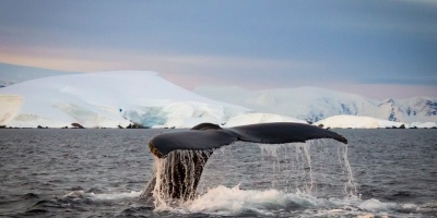 Whale in Antarctica.