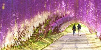 Wisteria tunnel in Japan.