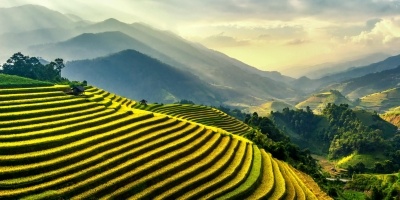 Vietnam rice field.