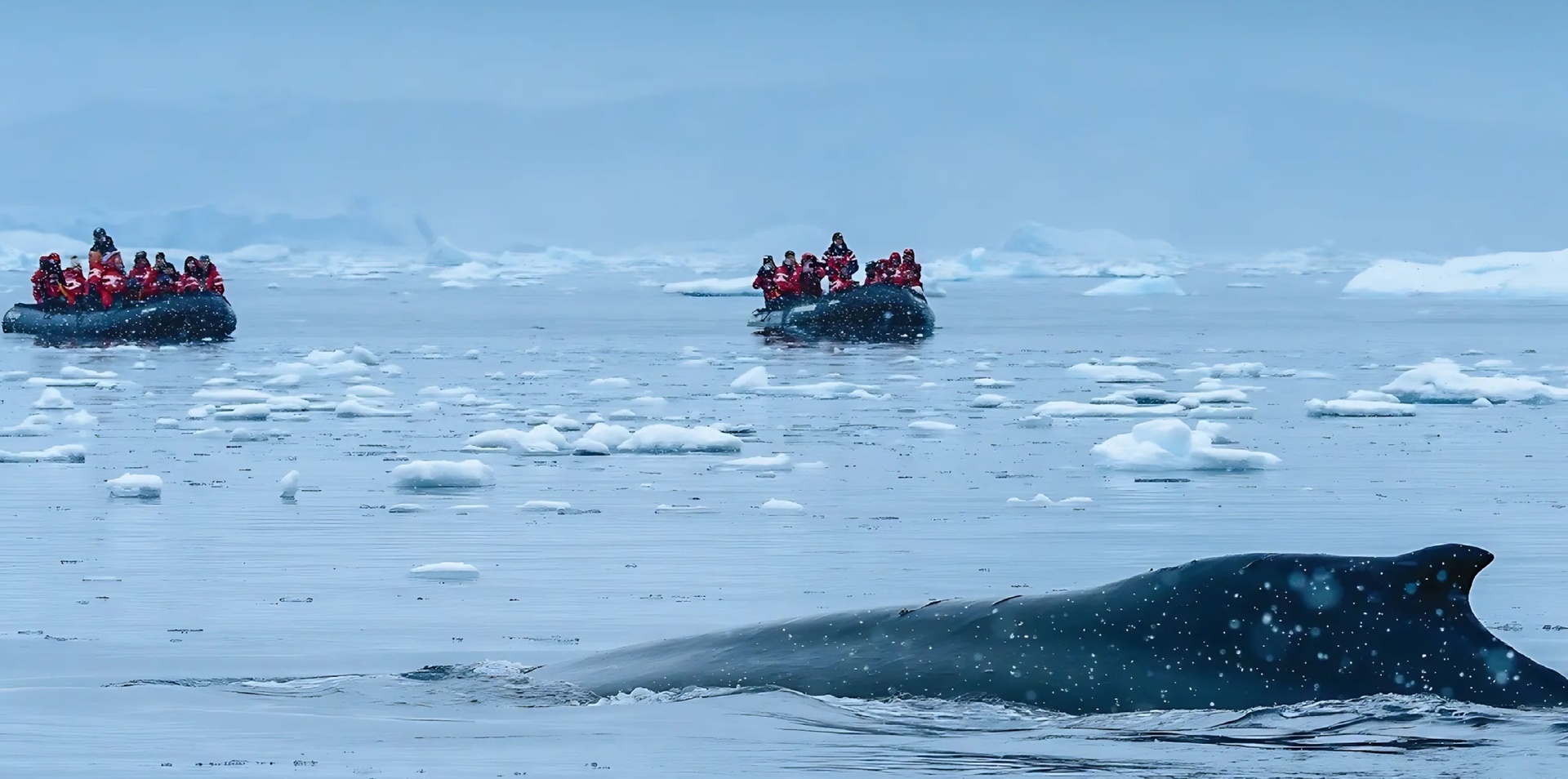 Best of Antarctica: Whale Discovery