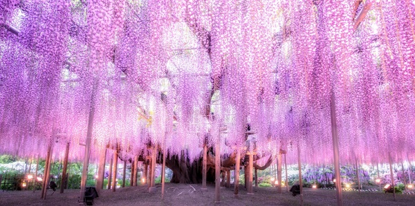 Private Japan with Wisteria Festival Tours and flights holiday experience